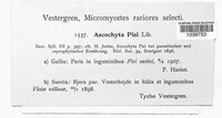 Didymella pisi image